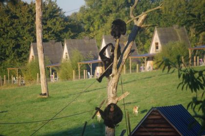 Les singes siamang et les cerfs du Cerza Safari Lodge