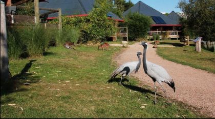 Cerza Safari Lodge