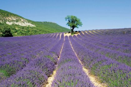 Venez découvrir la région !